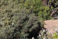 Euphorbia loricata