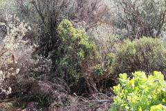 Euphorbia loricata