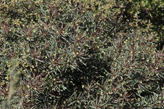 Euphorbia loricata
