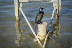 Phalacrocorax carbo