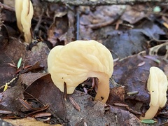 Spathulariopsis velutipes