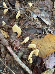 Spathulariopsis velutipes