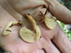 Spathulariopsis velutipes