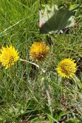 Berkheya speciosa ovata