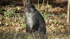 Cercopithecus mitis labiatus