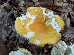 Russula ochroleucoides