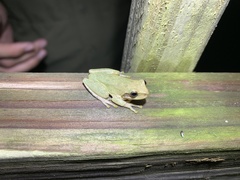 Hyla squirella