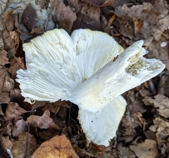 Russula ochroleucoides