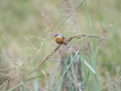 Sporophila hypoxantha