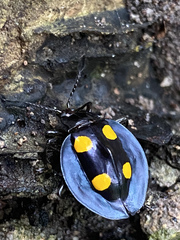 Eumorphus marginatus