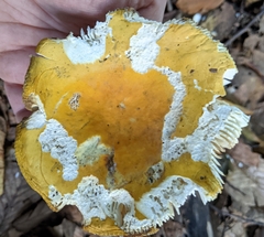 Russula ochroleucoides