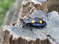 Eumorphus marginatus