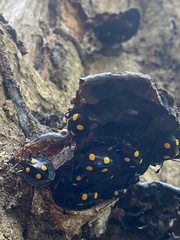Eumorphus marginatus