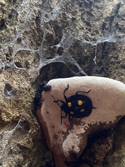 Eumorphus marginatus