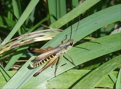 Pseudochorthippus curtipennis