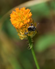 Merocoris