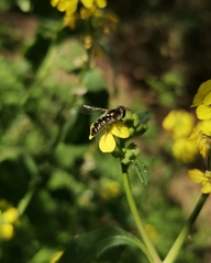 Austroscaeva melanostoma