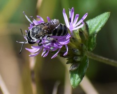 Megachile campanulae