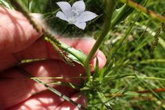 Wahlenbergia krebsii