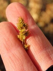 Carex subfusca