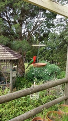 Alisterus scapularis