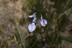 Moraea tripetala tripetala