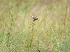 Sporophila palustris