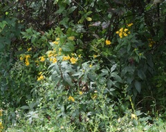 Verbesina robinsonii