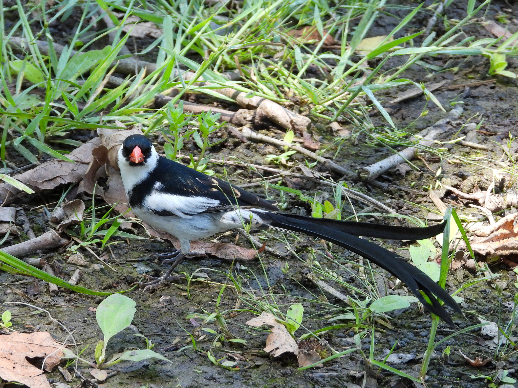 Pin-tailed Whydah illustration