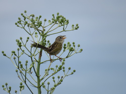 Lesser Grass Finch (Emberizoides ypiranganus), photo 8