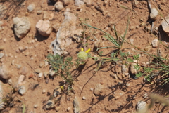 Dalea aurea