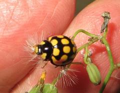 Cheilomenes sulphurea