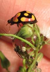 Cheilomenes sulphurea