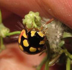 Cheilomenes sulphurea