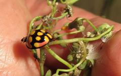 Cheilomenes sulphurea