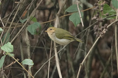 Phylloscopus laetus