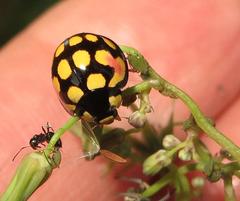 Cheilomenes sulphurea