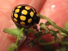 Cheilomenes sulphurea
