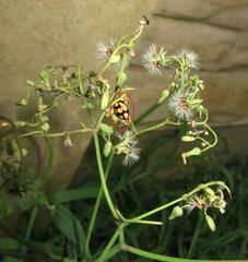 Cheilomenes sulphurea