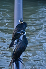 Phalacrocorax carbo