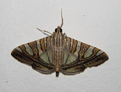 Glyphodes stolalis