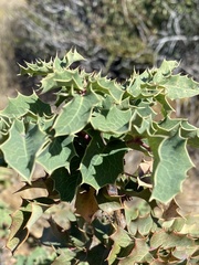 Berberis dictyota