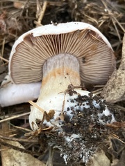 Cortinarius camphoratus