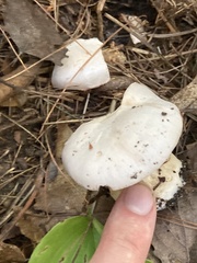 Cortinarius camphoratus