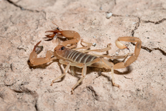 Smeringurus aridus