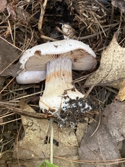 Cortinarius camphoratus