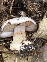 Cortinarius camphoratus