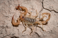 Smeringurus aridus