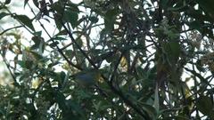 Phylloscopus ruficapilla voelckeri