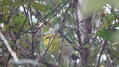 Phylloscopus ruficapilla voelckeri